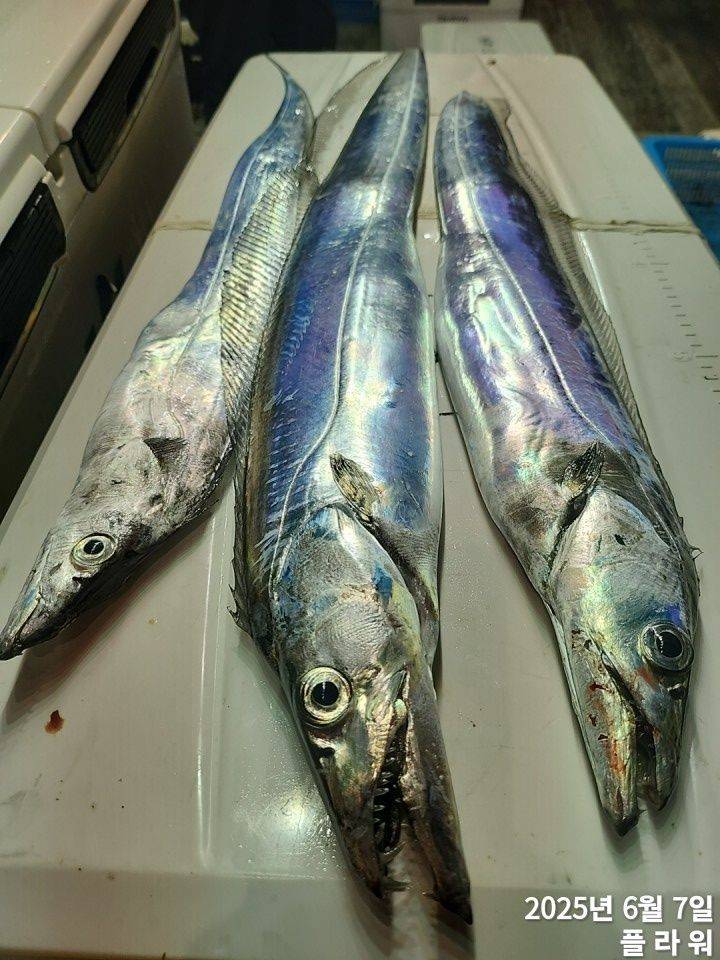 [여수플라워호] 7일 갈치 조황! 오늘 펑크로  1자리 여유있습니다.  010-2004-5524