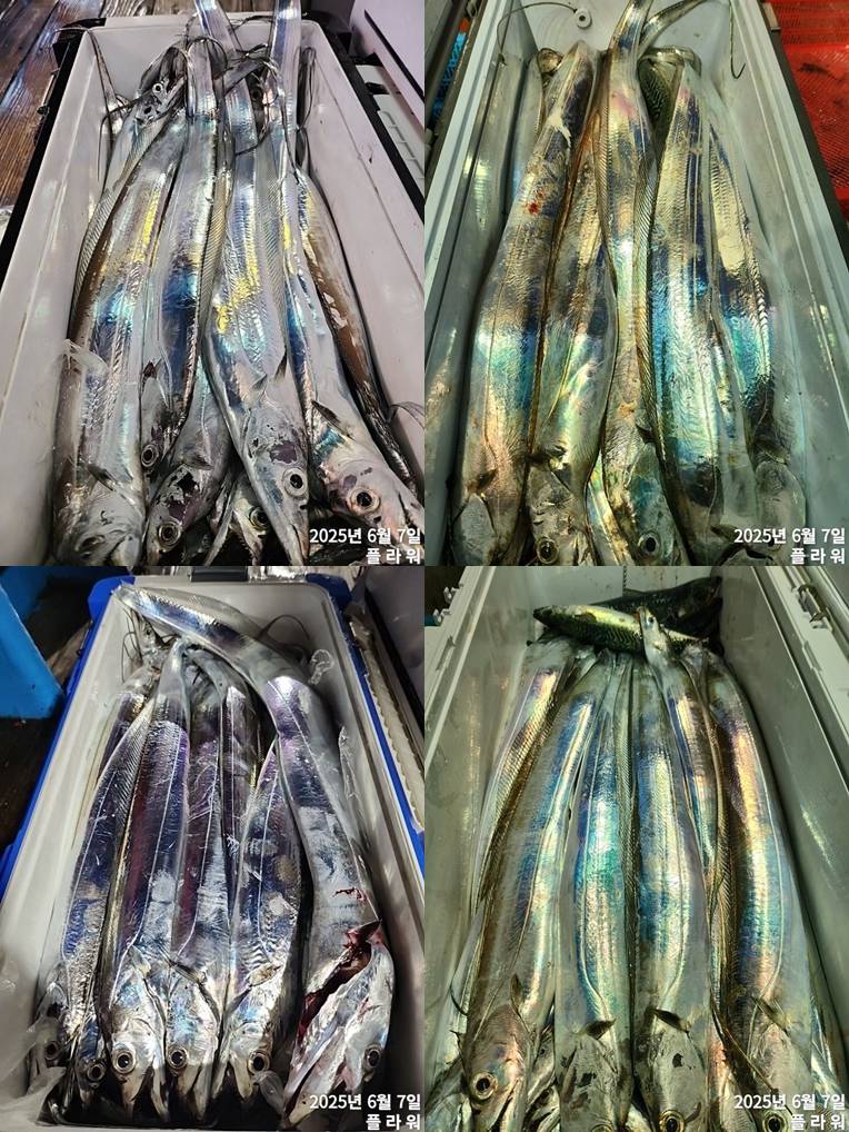 [여수플라워호] 7일 갈치 조황! 오늘 펑크로  1자리 여유있습니다.  010-2004-5524