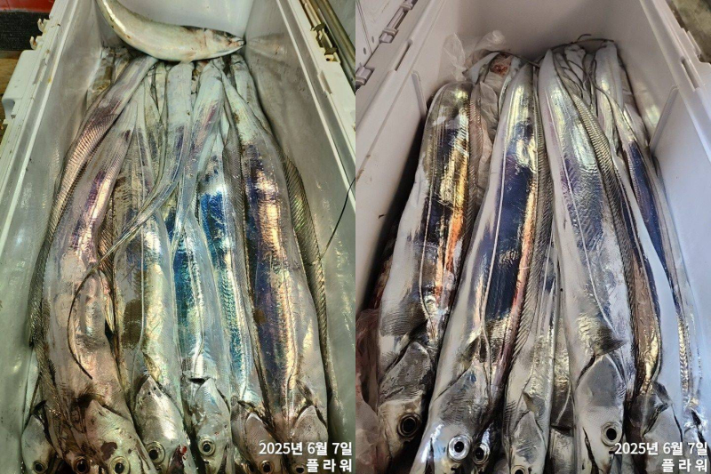 [여수플라워호] 7일 갈치 조황! 오늘 펑크로  1자리 여유있습니다.  010-2004-5524