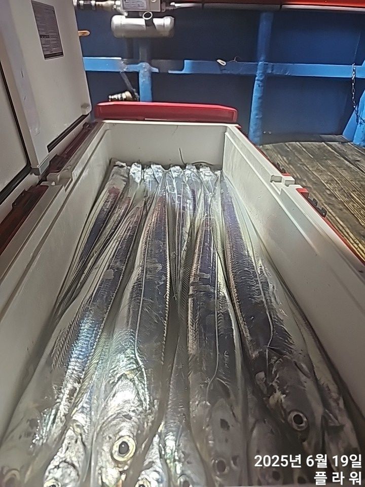 [여수플라워호]  19일 갈치 조황! 오늘 자리여유 많습니다 ..010-2004-5524