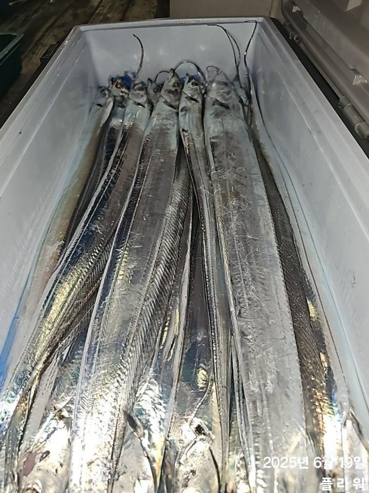 [여수플라워호]  19일 갈치 조황! 오늘 자리여유 많습니다 ..010-2004-5524