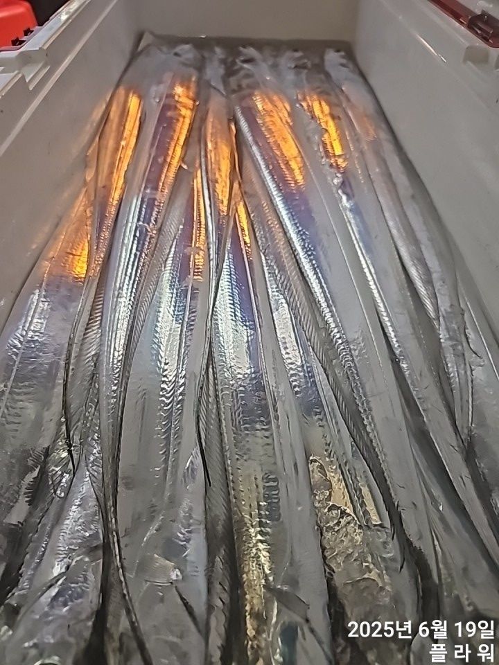 [여수플라워호]  19일 갈치 조황! 오늘 자리여유 많습니다 ..010-2004-5524