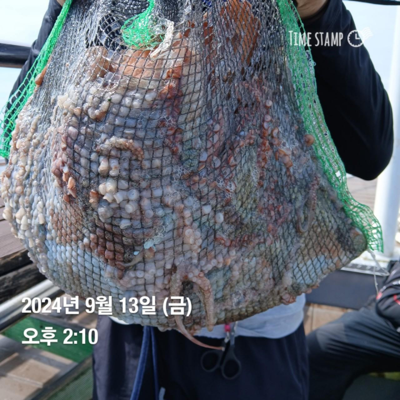 [군산블랙펄호] 13일철수 주간낚시 문어조황