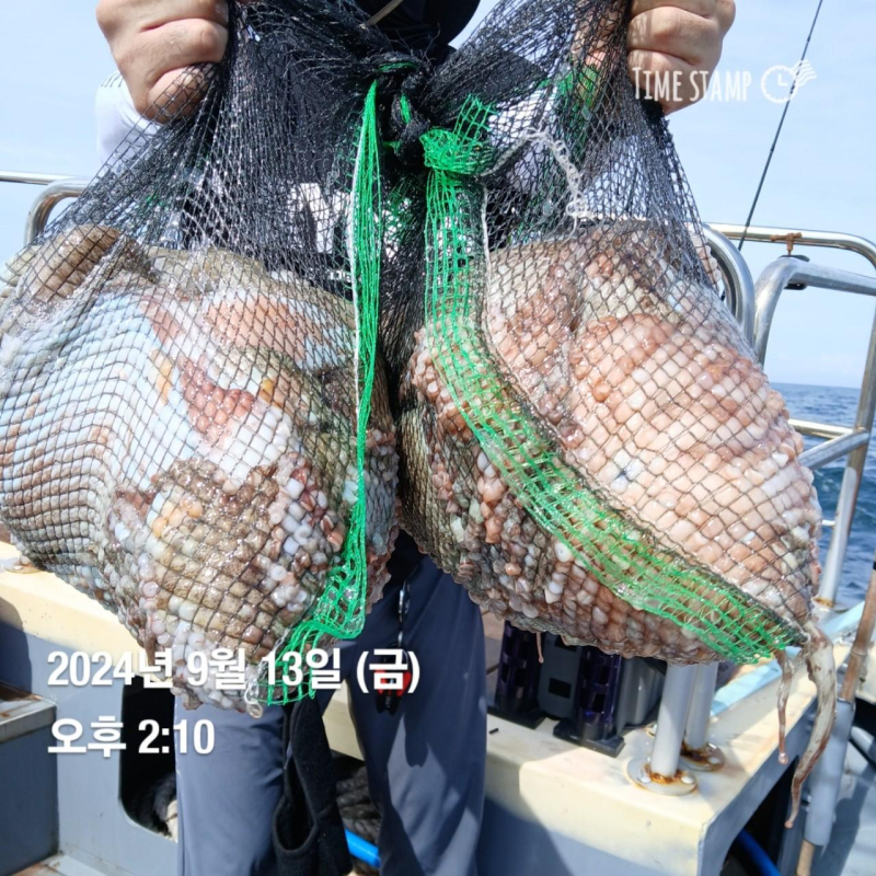 [군산블랙펄호] 13일철수 주간낚시 문어조황