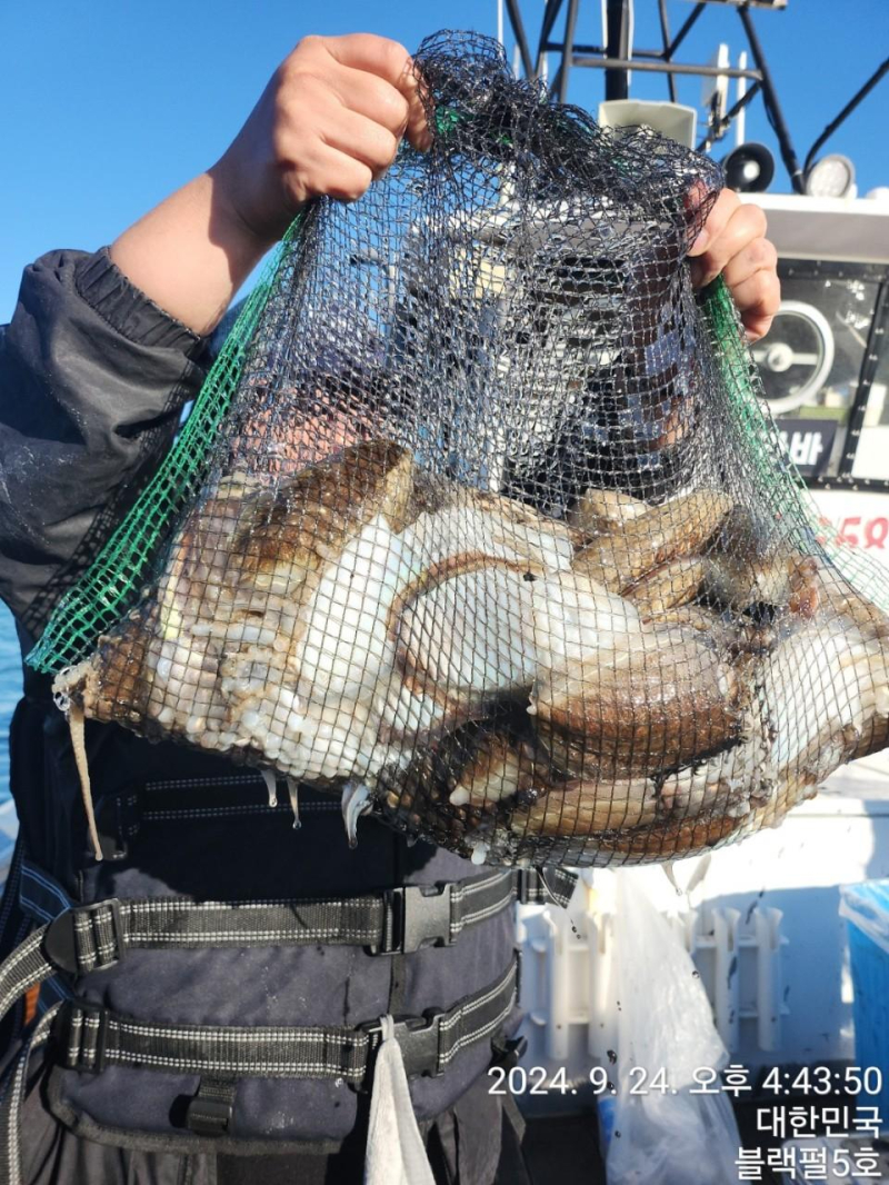 [군산 블랙펄호] 24일 갑오징어 100갑이 4분