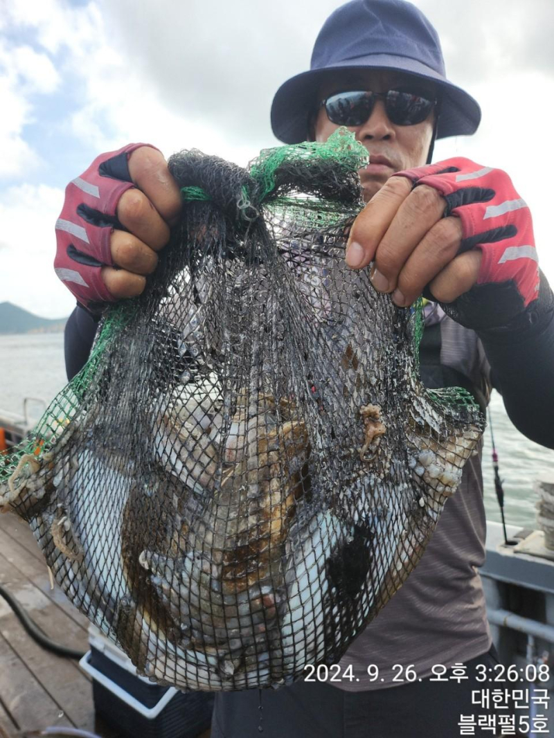 [군산 블랙펄호] 26일 갑오징어 8분조황