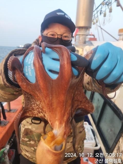 [군산블랙펄호] 12일철수 주간낚시 문어1키로.2키로가 많은조황