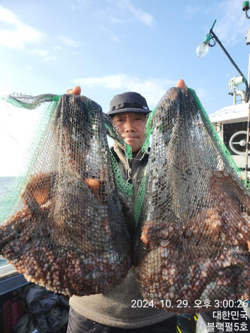 군산 블랙펄호 29일 문어 철수조황