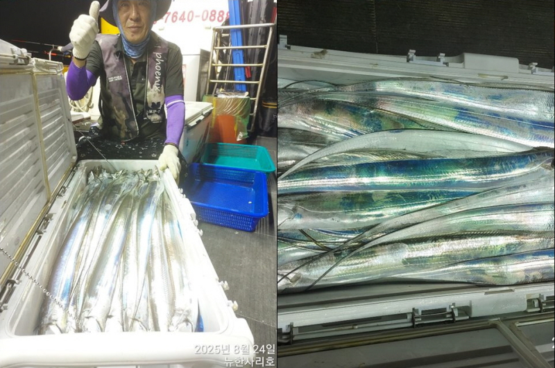 [뉴~한사리3호] 24일철수 씨알갈수록 좋아져 쿨러가득