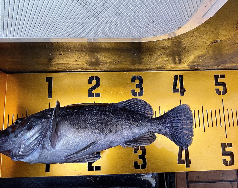 25년 11월30일 대천항 하이피싱호 