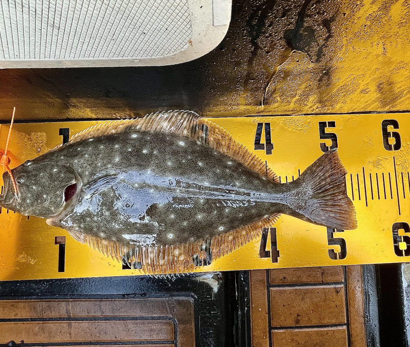 25년 11월30일 대천항 하이피싱호 