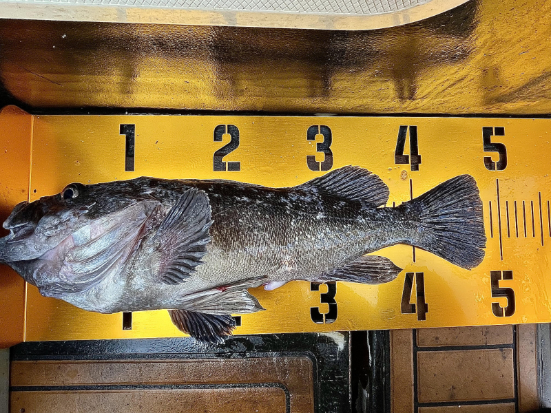 25년 12월10일 대천항 하이피싱호