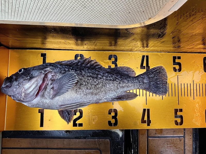 25년 12월10일 대천항 하이피싱호