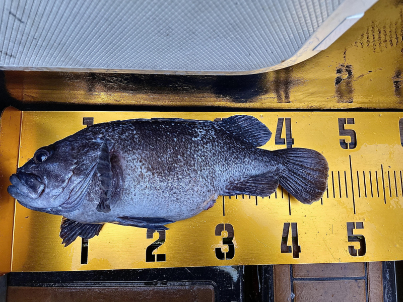 26년 1월16일 대천항 하이피싱호 