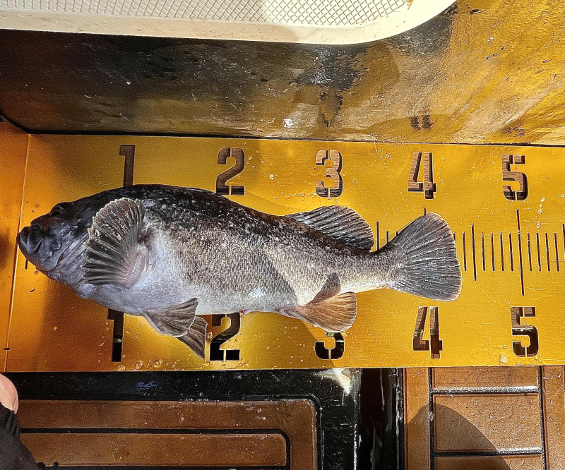 26년 1월16일 대천항 하이피싱호 