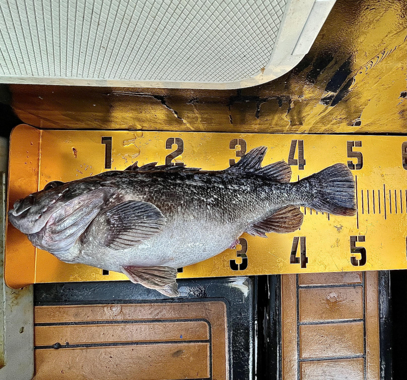 26년 1월31일 대천항 하이피싱호