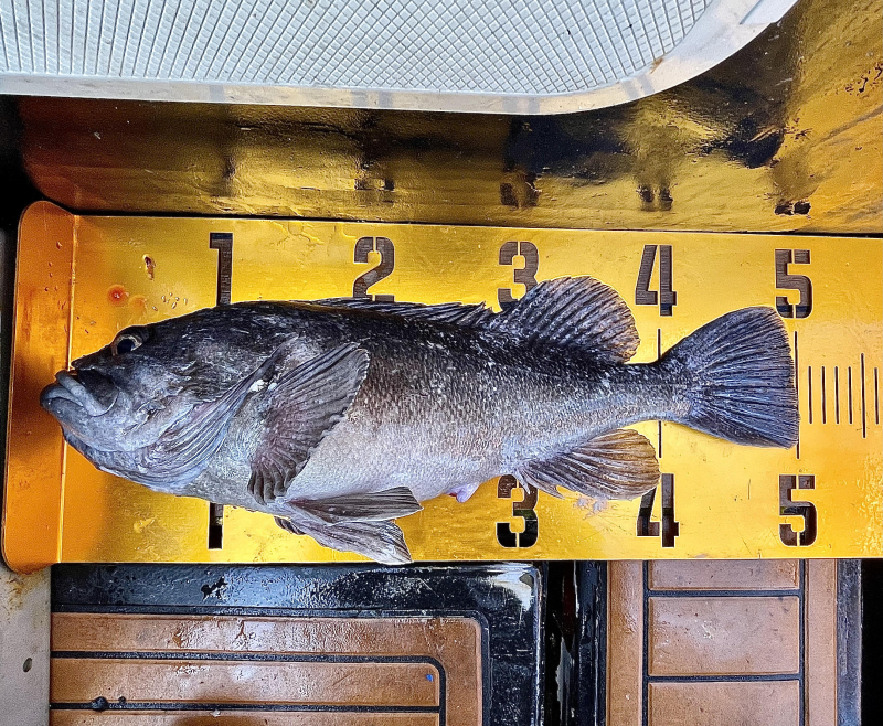 26년 1월31일 대천항 하이피싱호