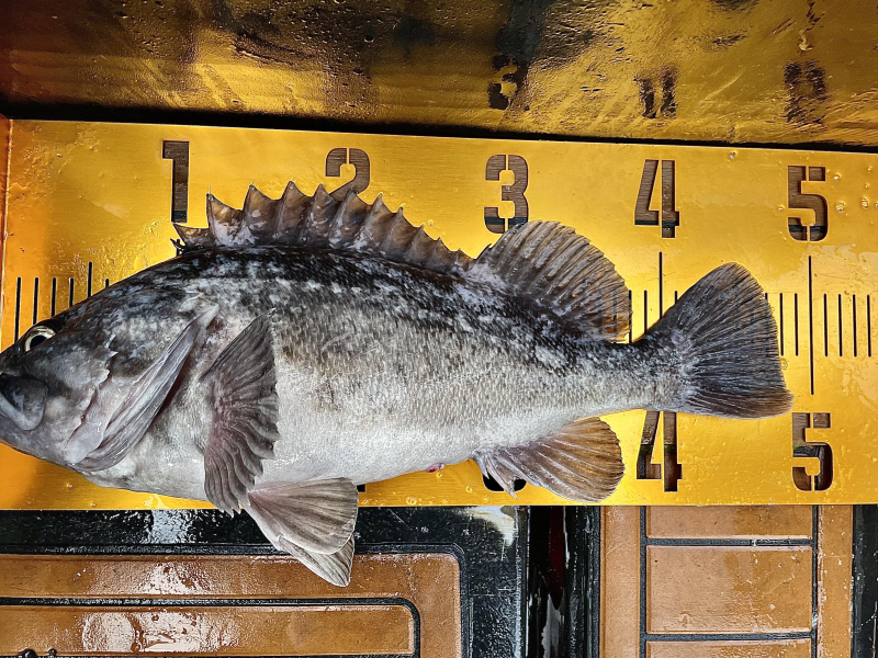 26년 2월13일 대천항 하이피싱호