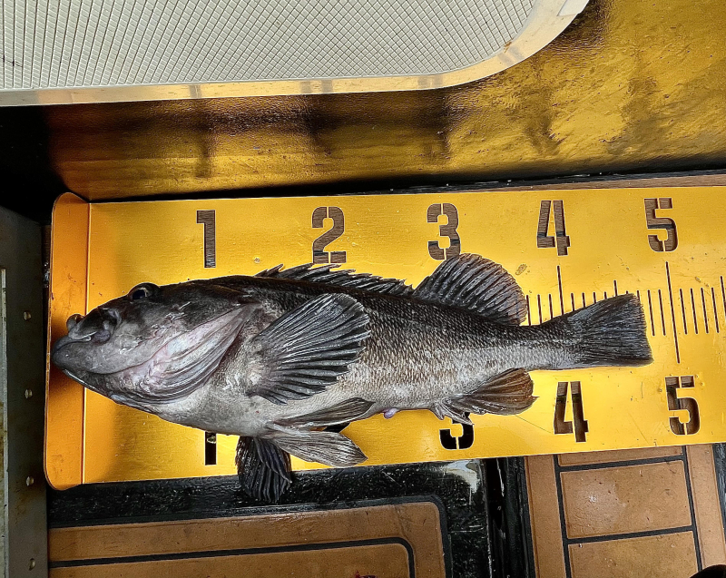 26년 2월14일 대천항 하이피싱호 