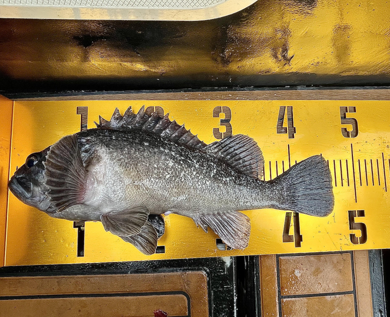 26년 2월14일 대천항 하이피싱호 