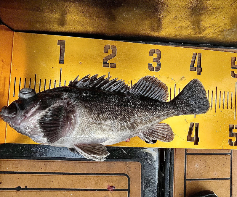 26년 2월14일 대천항 하이피싱호 