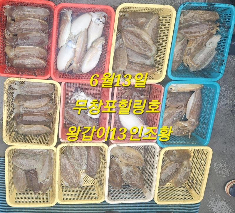 6/13 봄 왕갑오징어 조황