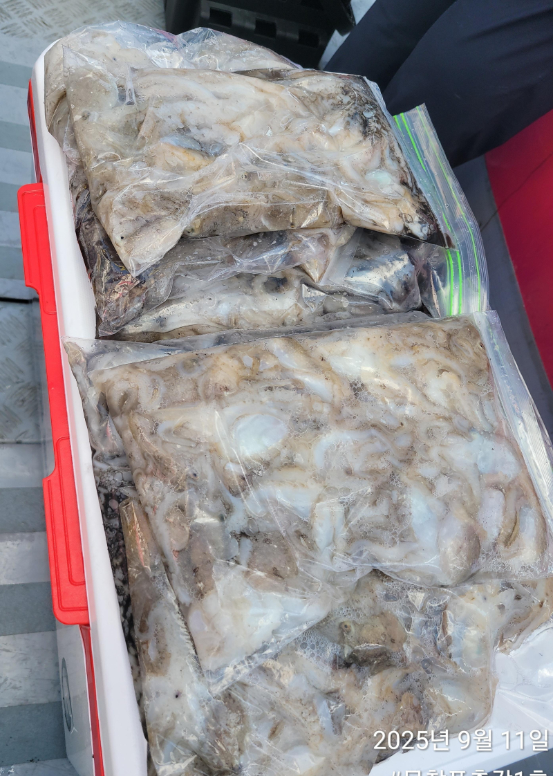 사릿물도 느나느나!!! <쭈꾸미> 내일 자리 여유 있습니다!! 예약주세요!!