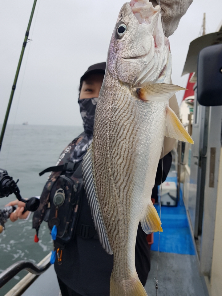 6월28일 백조기보다 팔뚝 부세가 더 많이 나오는 조황