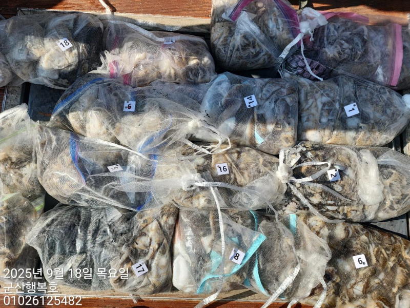 18일 군산쭈꾸미선상낚시 망태기에 가득가득 무거워요ㅠ -군산새만금낚시 행복호-