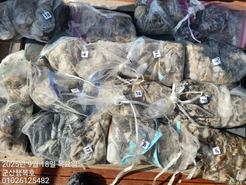 18일 군산쭈꾸미선상낚시 망태기에 가득가득 무거워요ㅠ -군산새만금낚시 행복호-