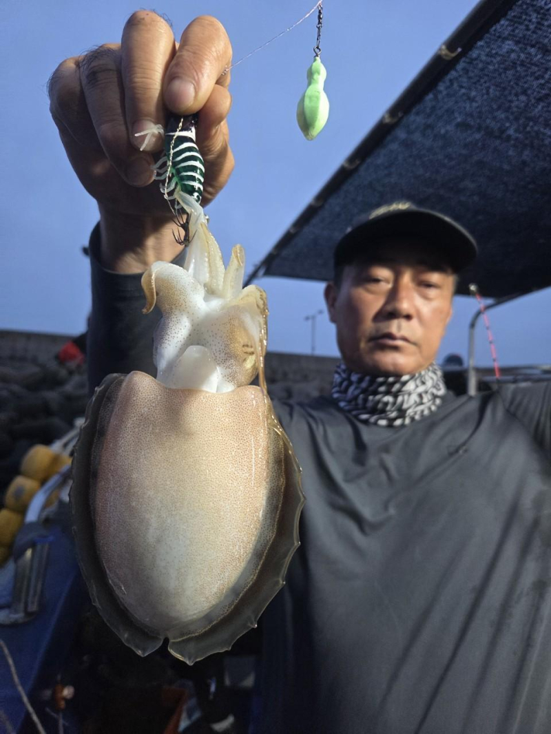 -실시간조황- 사이즈 좋은 갑오징어로 손맛보는중~! -군산새만금낚시 레전드호-