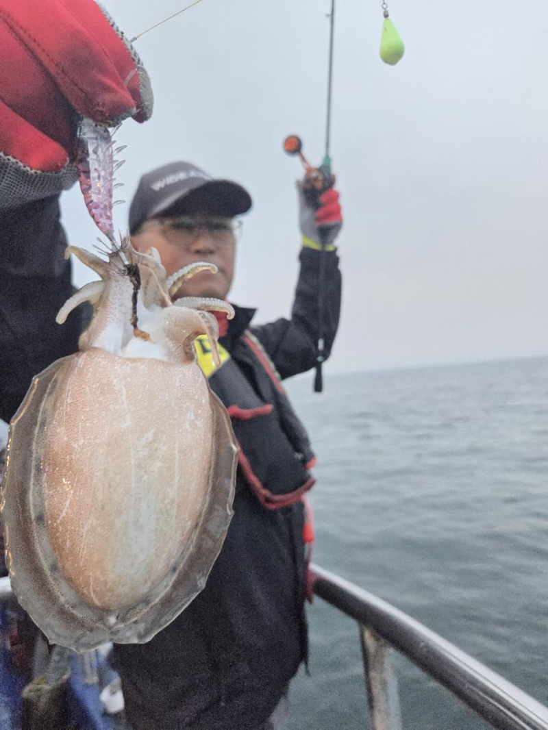 -실시간조황- 사이즈 좋은 갑오징어로 손맛보는중~! -군산새만금낚시 레전드호-