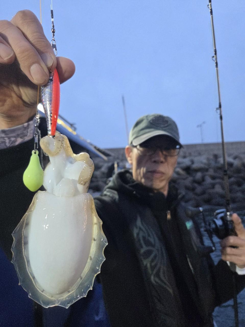 -실시간조황- 사이즈 좋은 갑오징어로 손맛보는중~! -군산새만금낚시 레전드호-