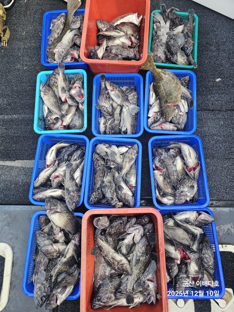 251210 고기통 가득 채운 우럭 출조, 완벽했던 긴오전배 -군산새만금낚시 이배다호-