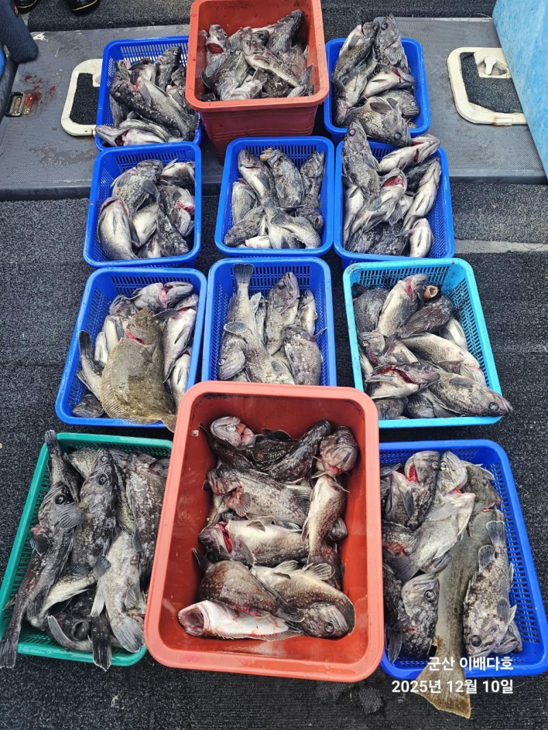 251210 고기통 가득 채운 우럭 출조, 완벽했던 긴오전배 -군산새만금낚시 이배다호-