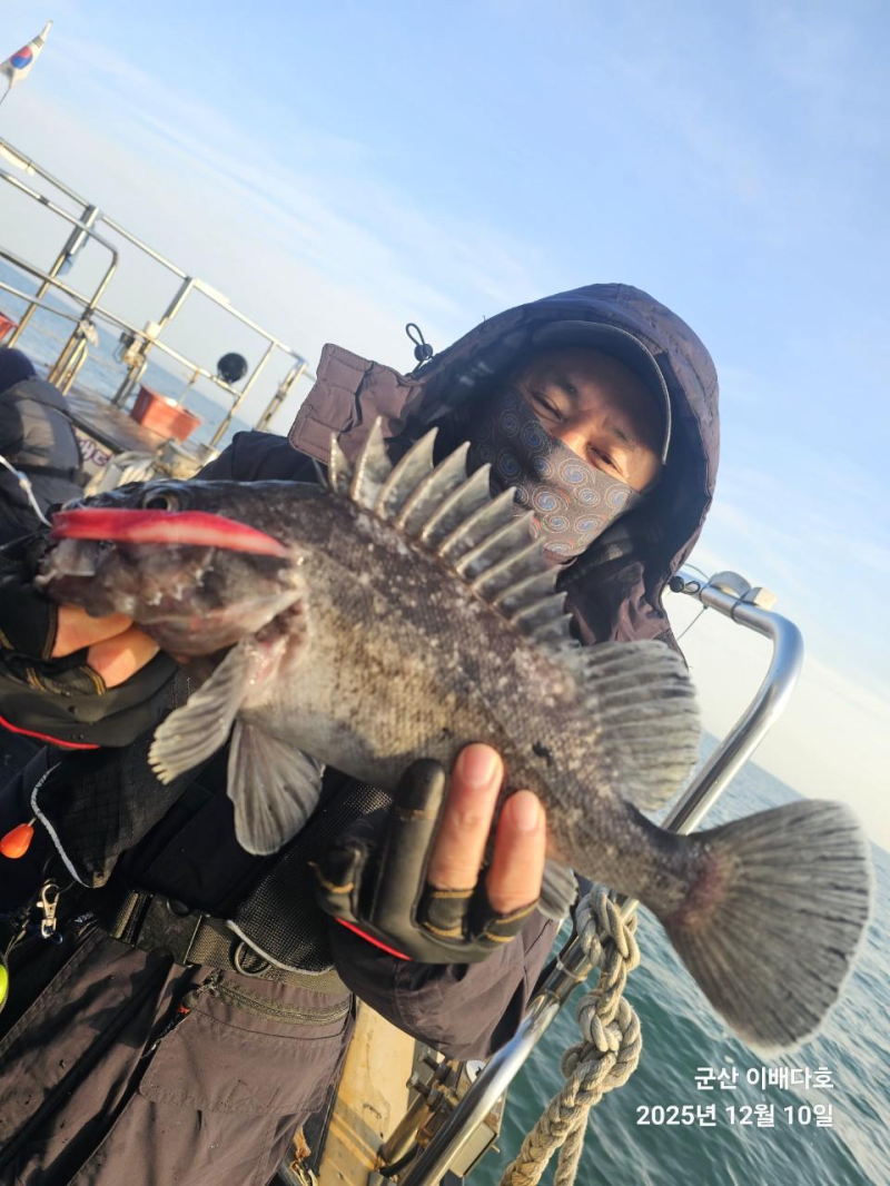 251210 고기통 가득 채운 우럭 출조, 완벽했던 긴오전배 -군산새만금낚시 이배다호-