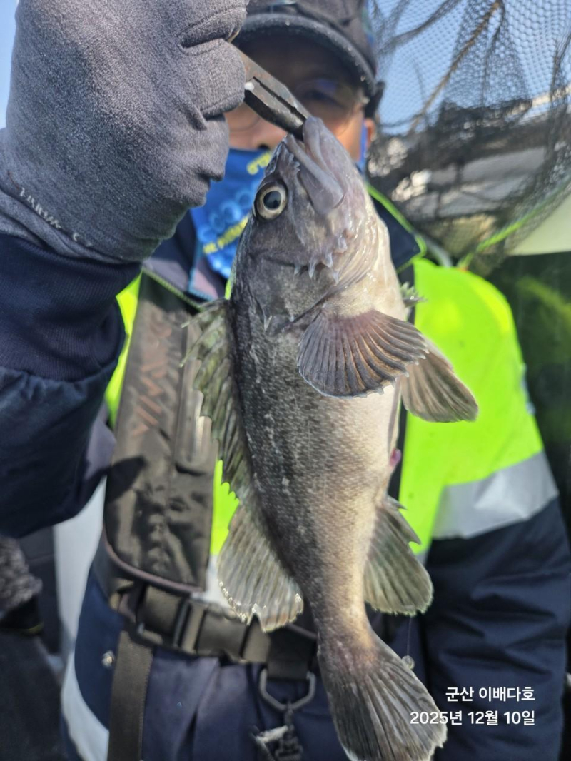 251210 고기통 가득 채운 우럭 출조, 완벽했던 긴오전배 -군산새만금낚시 이배다호-