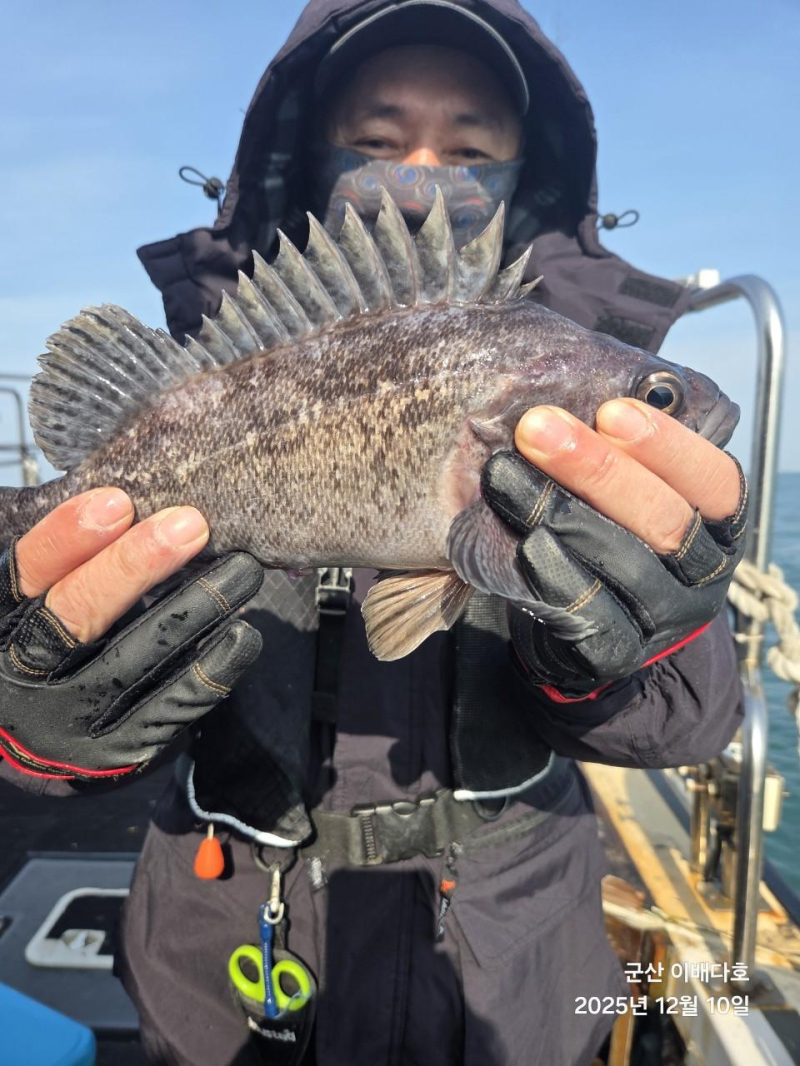 251210 고기통 가득 채운 우럭 출조, 완벽했던 긴오전배 -군산새만금낚시 이배다호-