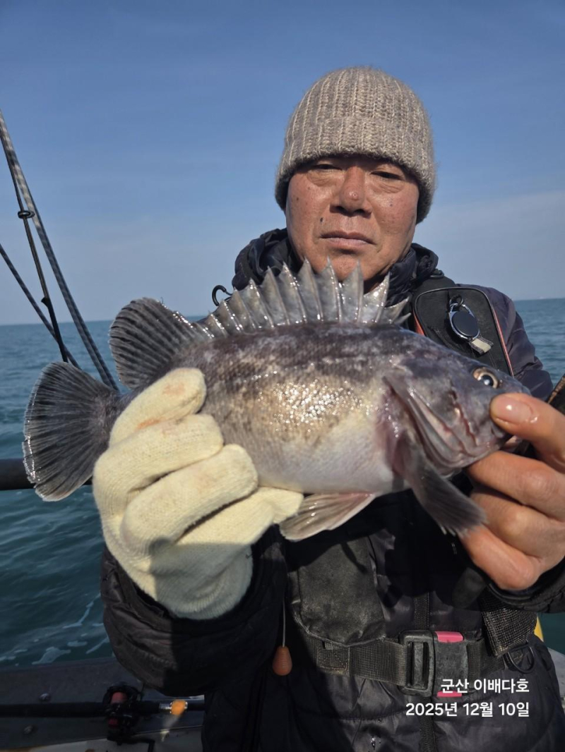 251210 고기통 가득 채운 우럭 출조, 완벽했던 긴오전배 -군산새만금낚시 이배다호-