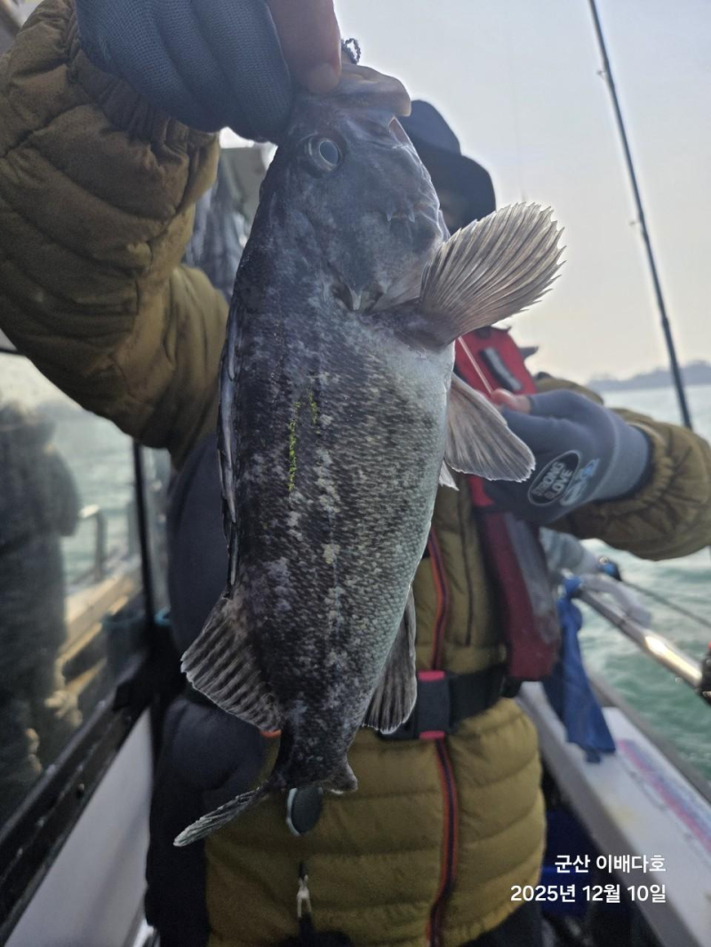 251210 고기통 가득 채운 우럭 출조, 완벽했던 긴오전배 -군산새만금낚시 이배다호-