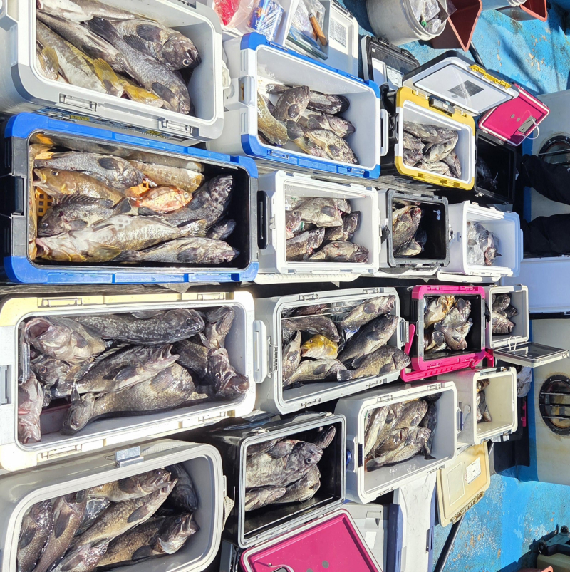 6월22일 5짜4짜쓰리걸이쌍걸이 우럭 조황입니다!!