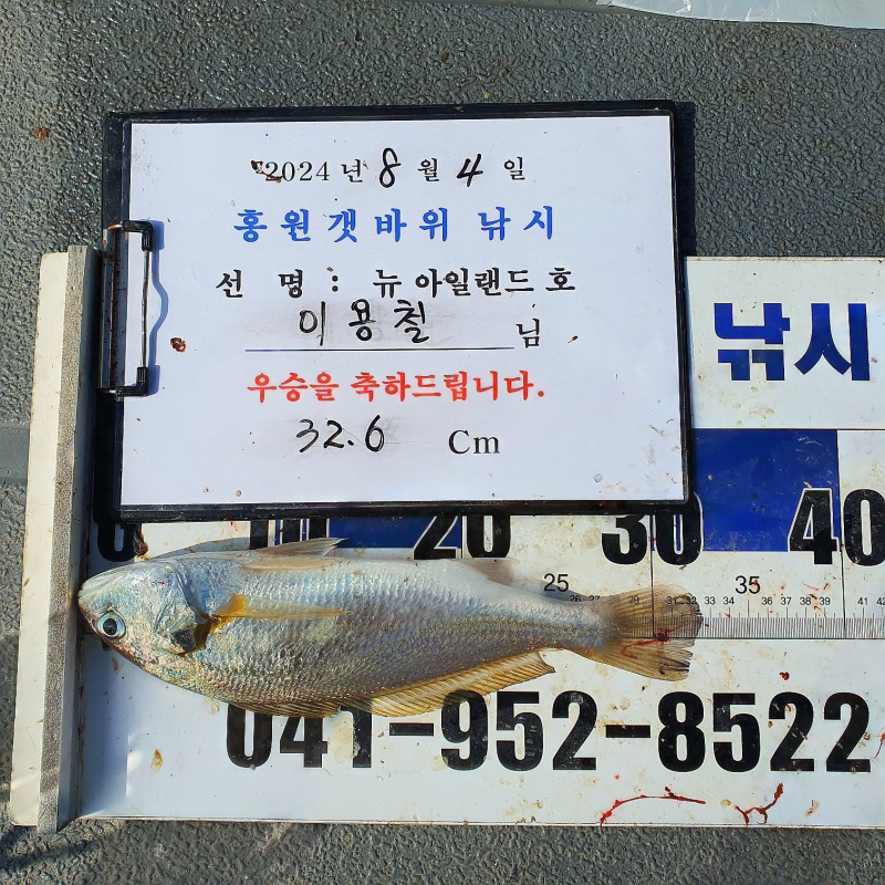 8월4일 홍원갯바위낚시점 뉴아일랜드호 씨알대박 백조기 최대어 이벤트 마릿수 조황