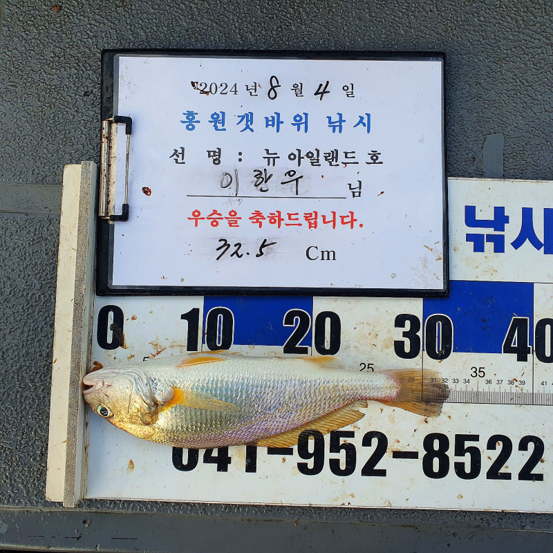8월4일 홍원갯바위낚시점 뉴아일랜드호 씨알대박 백조기 최대어 이벤트 마릿수 조황