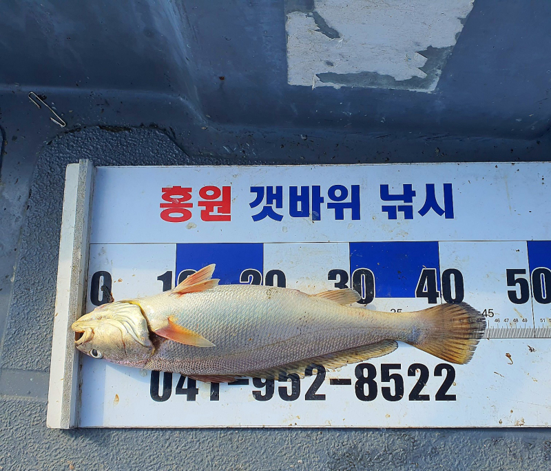 8월4일 홍원갯바위낚시점 뉴아일랜드호 씨알대박 백조기 최대어 이벤트 마릿수 조황