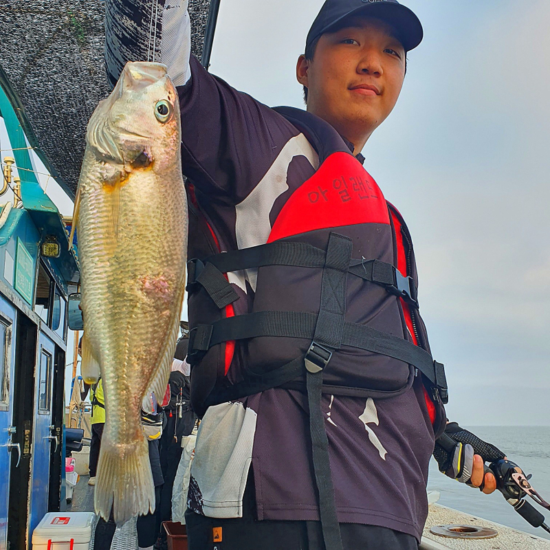 8월4일 홍원갯바위낚시점 뉴아일랜드호 씨알대박 백조기 최대어 이벤트 마릿수 조황