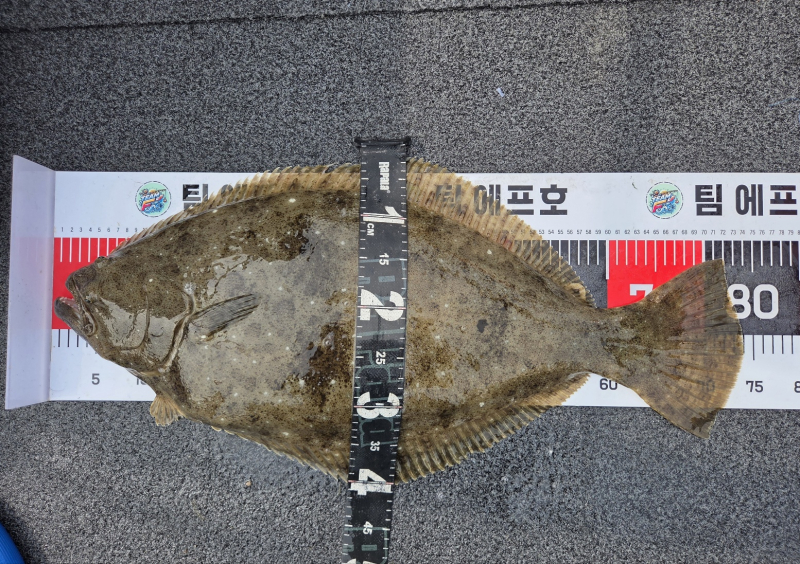 인천 팀에프호 5월 31일 대광어 조황!!