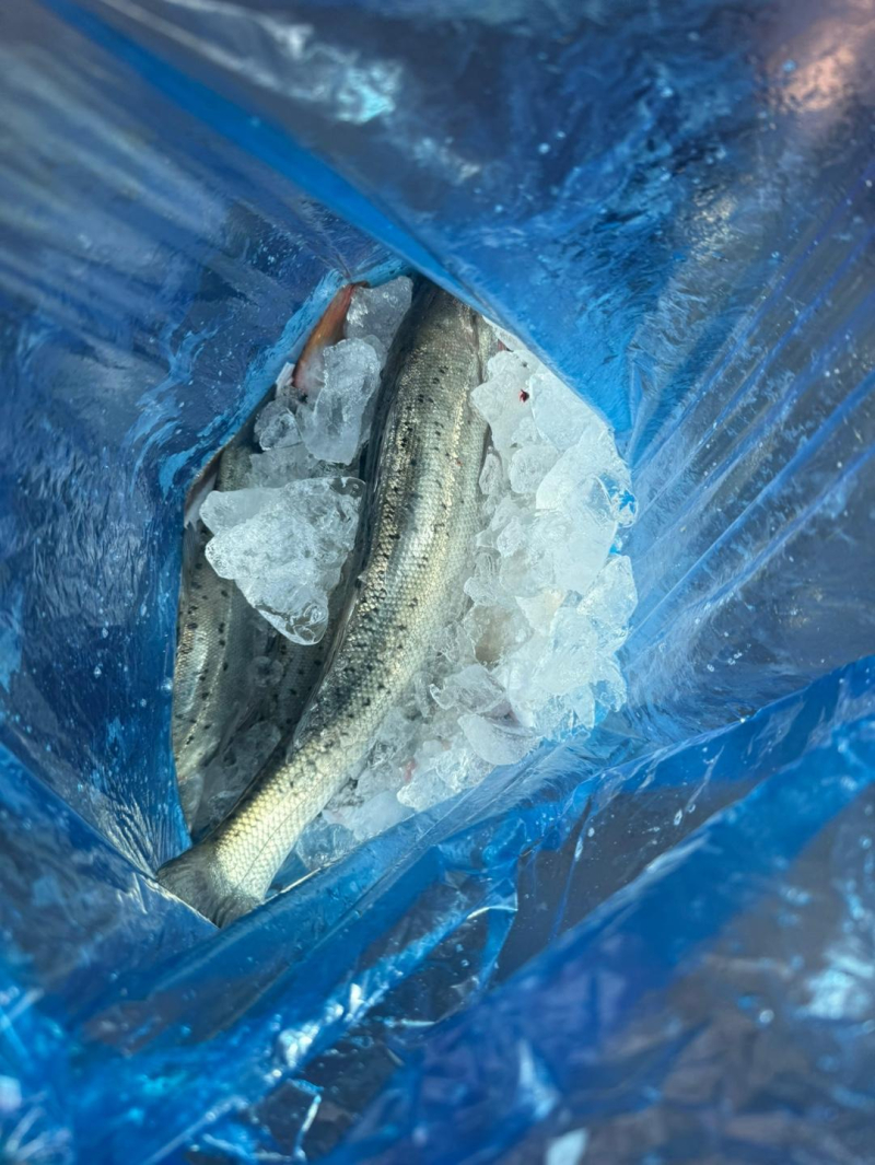 인천 팀에프호 7월 03일 갑오징어 조황!!