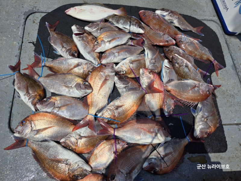 6월14일 뉴라이브호 소수인원과 함께한 참돔오전피딩 씨알마릿수 굿 조황~~