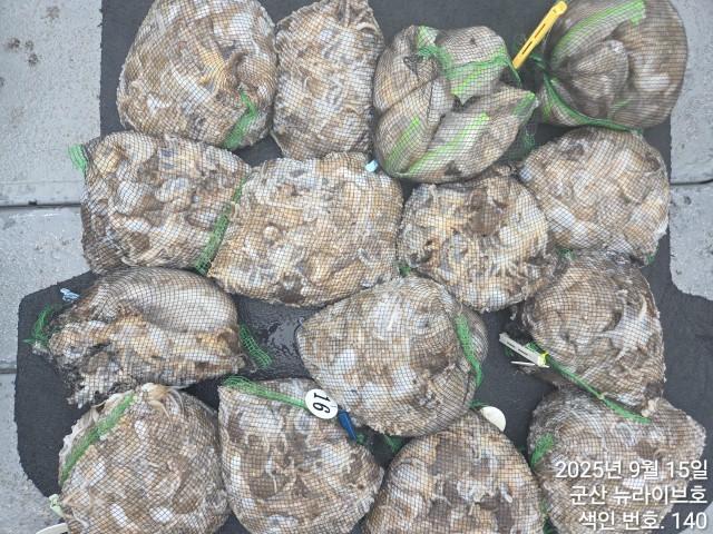 15일 뉴라이브호  무시날 넣으면 나오는 주꾸미 망태기 빵빵한 마무리조황 내일도출항 자리여유있어유~~