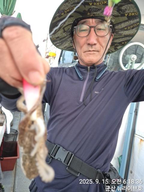 15일 뉴라이브호  무시날 넣으면 나오는 주꾸미 망태기 빵빵한 마무리조황 내일도출항 자리여유있어유~~